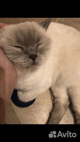 Кошка в хорошие руки)