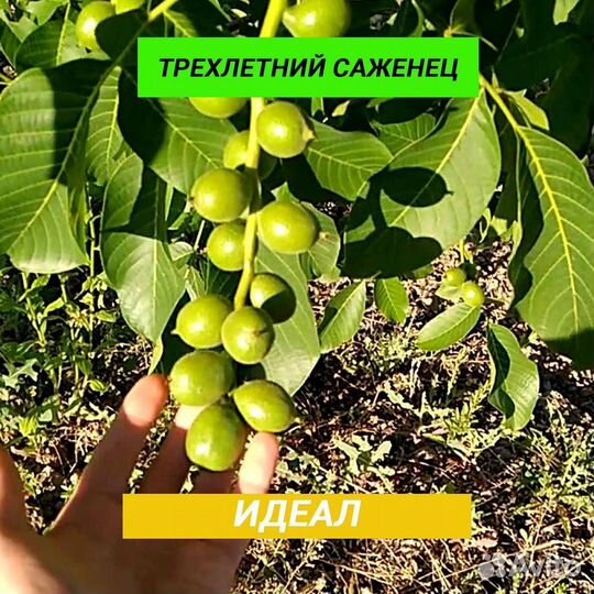 Грецкий орех