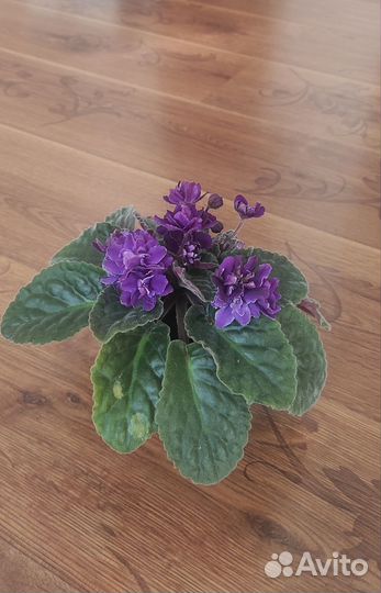 Сортовые фиалки