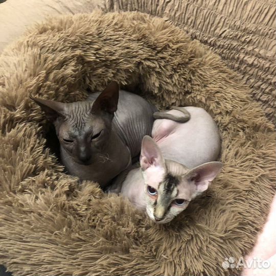 Донской сфинкс браш и флок котята