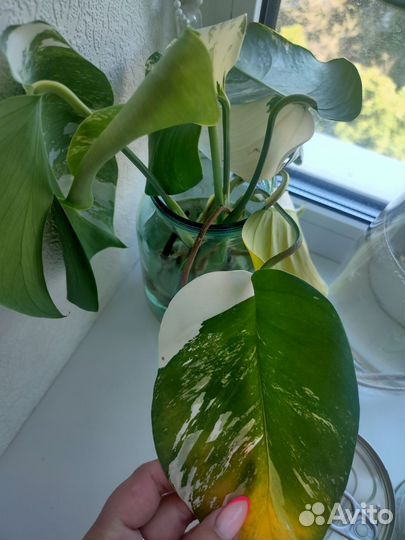 Монстера альба