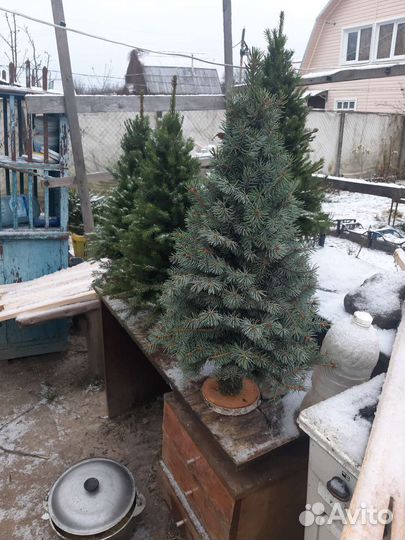 Икебаны из веток ели