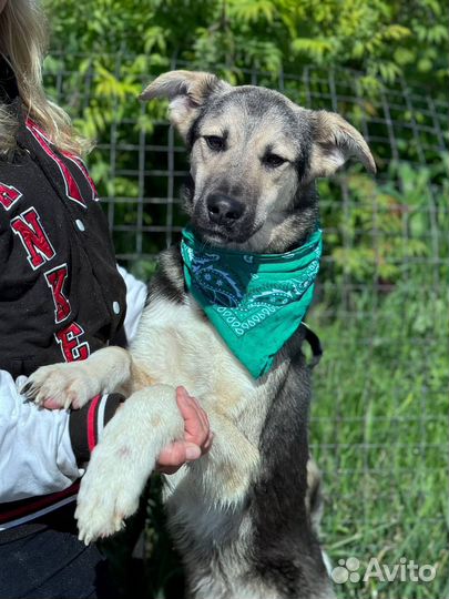 Малыш Буба жалобно плачет в приюте