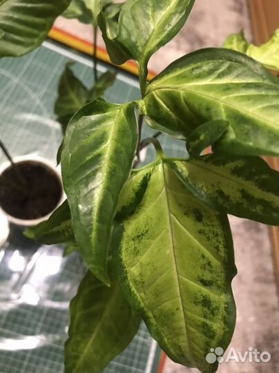 Комнатные цветы