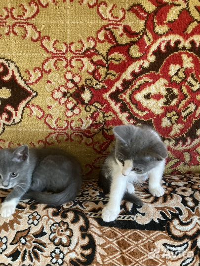 Котята в добрые руки даром