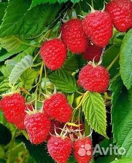 Ягоды овощи фрукты замороженные