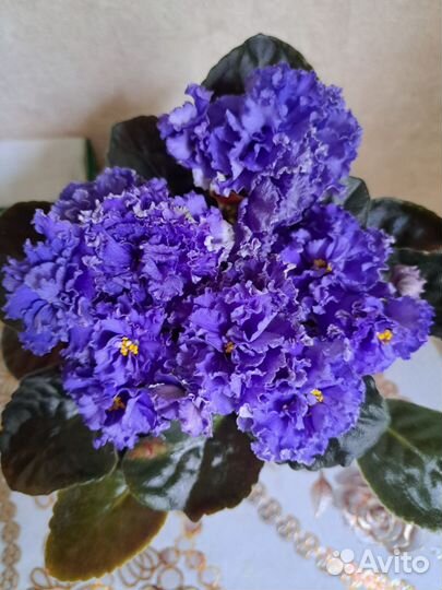 Фиалки,коллекционные