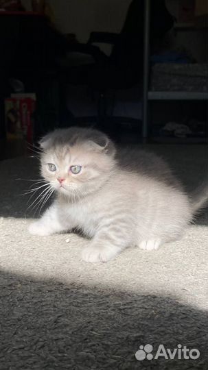 Милый котик