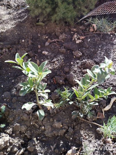 Туя,ель,кипарисовики, можжевельники