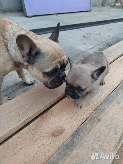 Французский бульдог