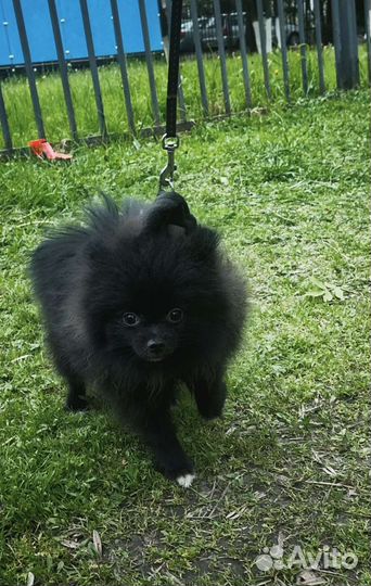 Шпиц мальчик,вет паспорт