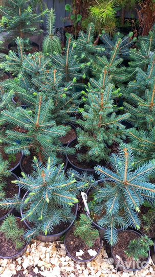Саженцы Ель голубая