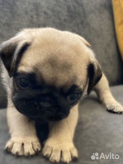 Щенки мопс (мопсюлички)