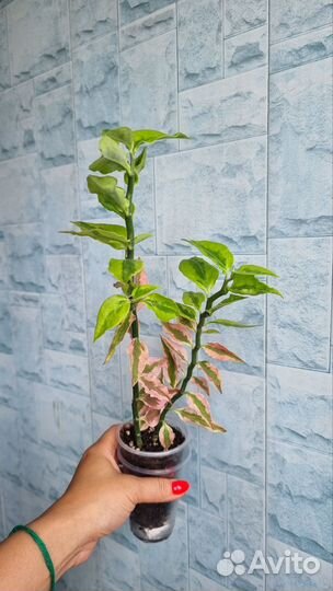 Педилантус