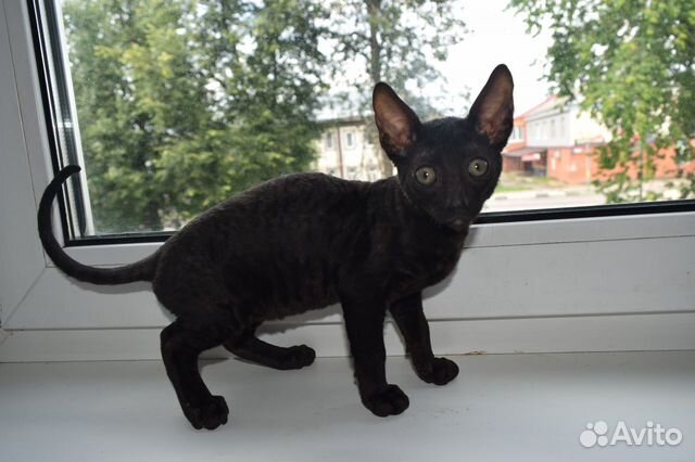 Котик индиго чисто черного окраса объявление продам