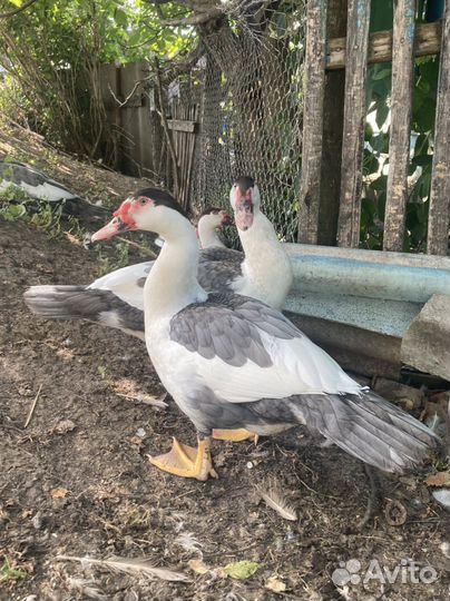 Мускусные утки плечистый окрас (немцы тяж линии )