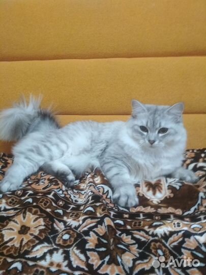 Продаётся кот