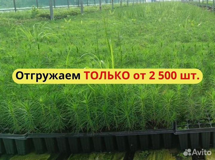 Сеянцы ели европейской окс