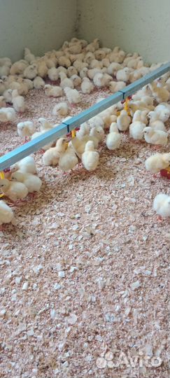 Цыплята бройлера подрощеные 20дн