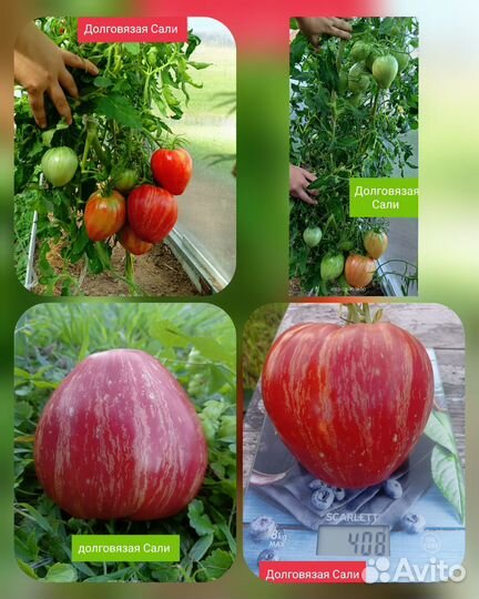 Семена томатов и перца