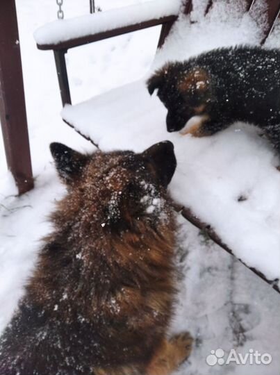 Щенок девочка немецкой овчарки