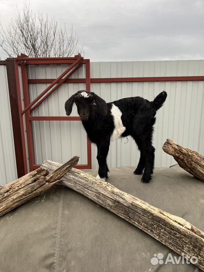 Козёл Ламанча и козлята