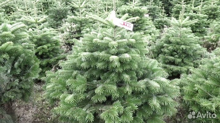 Елка Норманда в кадках Premium из Дании опт