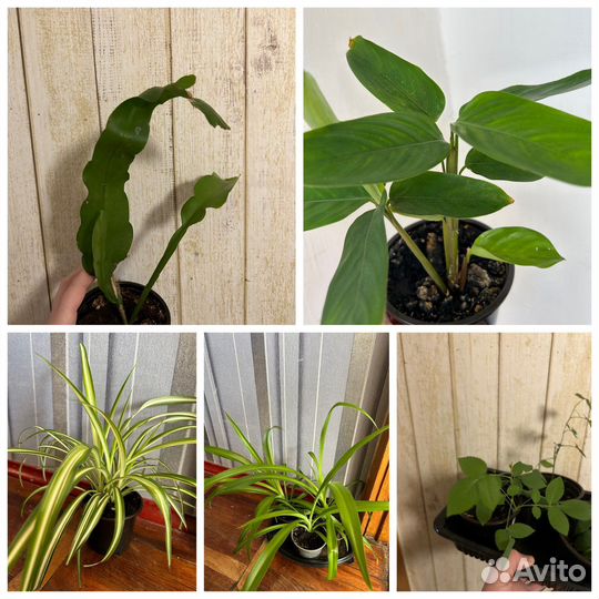 Комнатные цветы