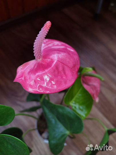 Антуриум розовый