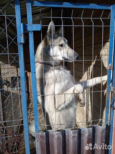 Лайка зсл