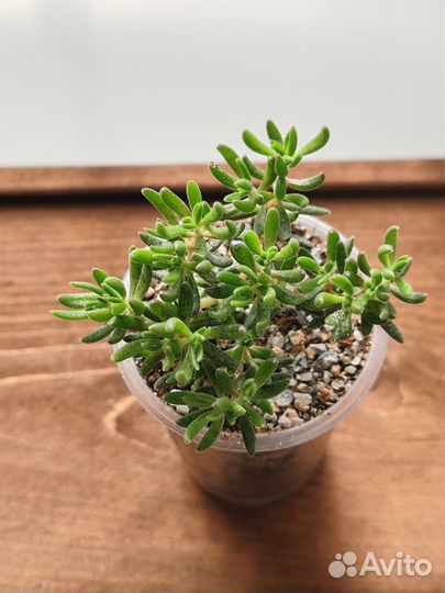 Суккуленты