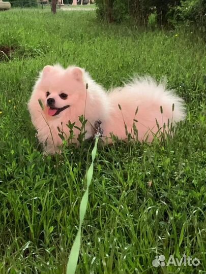 Немецкий шпиц вязка кобель