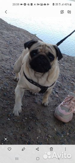 Мопс вязка мальчик