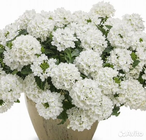 Вербена вегетативная