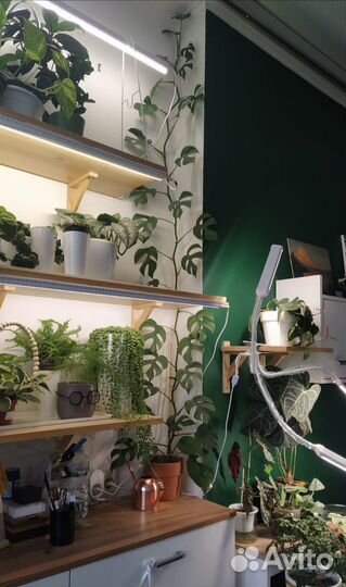 Комнатные цветы. Эпипремнум, монстера, фиттония