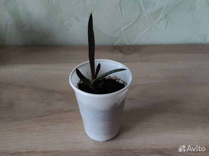 Суккуленты