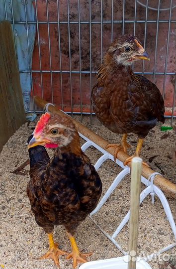 Бентамки карликовые куры