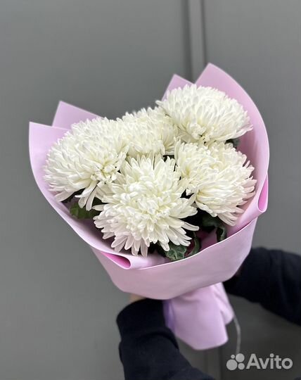 Хризантема одноголовая