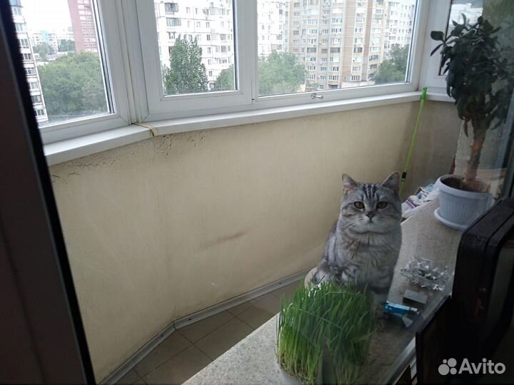 Шотландский кот вязка