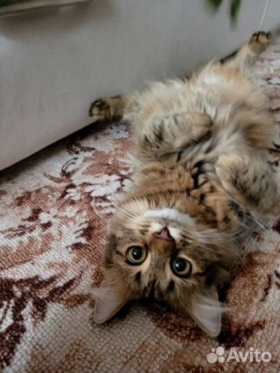 Котенок в добрые руки