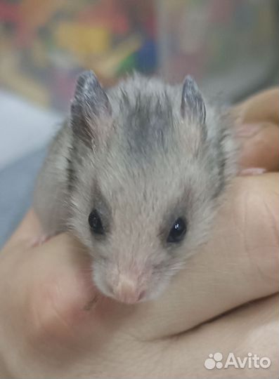 Сирийский хомяк малыш