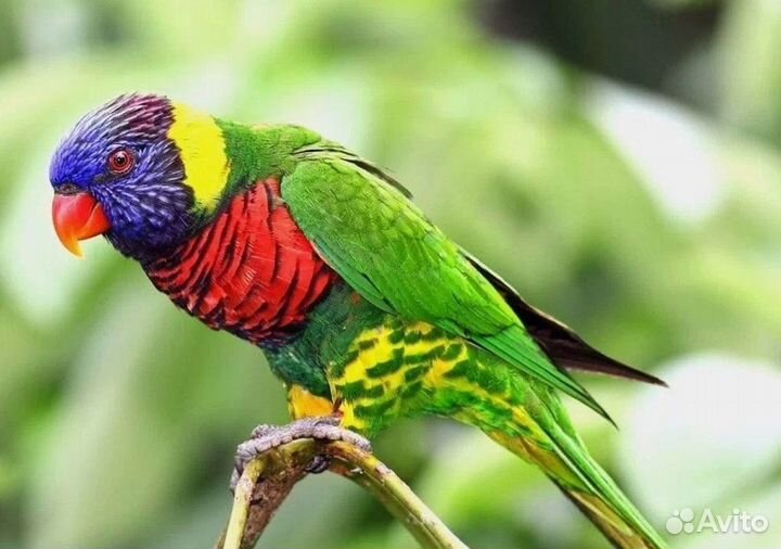 Лорикет Многоцветный