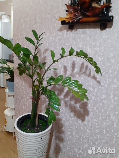 Замиокулькас