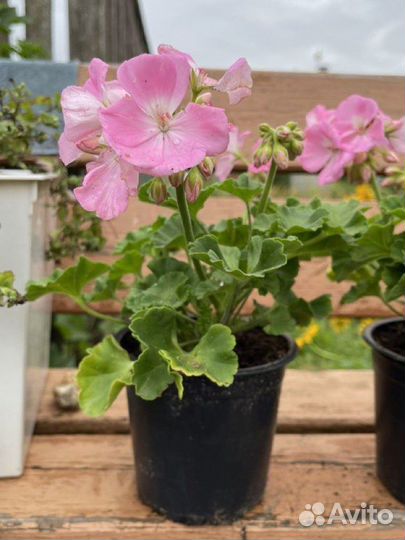 Пеларгония в тех. кашпо