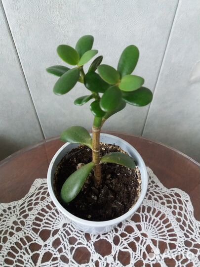 Крассула (денежное дерево)