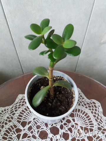 Крассула (денежное дерево)