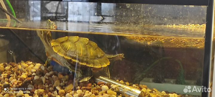 Красноухая черепаха с аквариумом