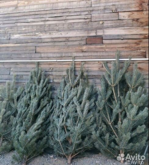 Сосна живая