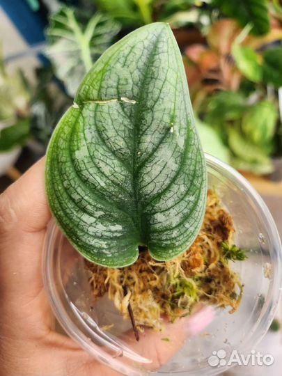 Сциндапсус Silver star