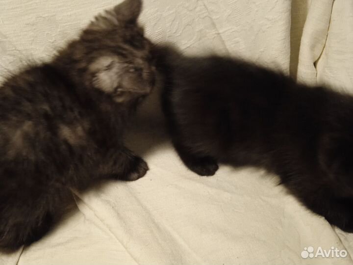 Котята экзоты